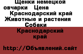 Щенки немецкой овчарки › Цена ­ 3500-4500 - Краснодарский край Животные и растения » Собаки   . Краснодарский край